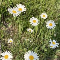 Gänseblümchen am Wanderweg 