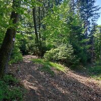 Weg Nr. 21 in der Wolfsschlucht