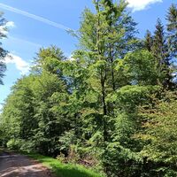 Waldschönheit Frauenwald