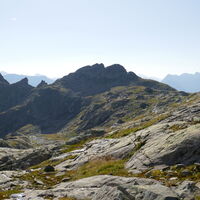 Gratausläufer vom Stierkarkopf
