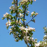 Apfelblüten