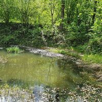 Teich