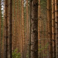 Kieferwald, Paistjärvi Wandergebiet