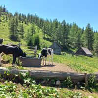 Leitenalm