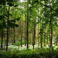 Wermsdorfer Wald