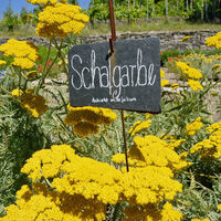 Scharfgarbe im Kräutergarten des Haus Lochfeld