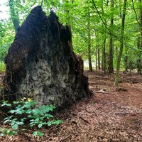 Wald im Bereich Rottbach