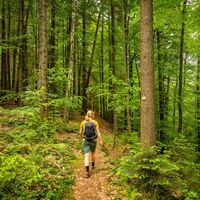 Buchen soweit das Auge reicht