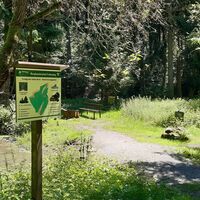 Fröbesteig_Gelbe Birke