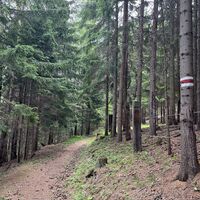 .. weiter auf schönem Waldpfad ..