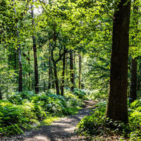 Granat Wald