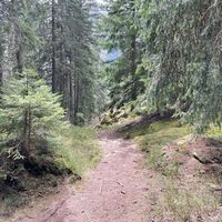 Rischinerwald