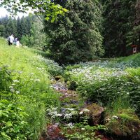 Rundweg Moosbachtal Steinbach-Hallenberg - Thüringer Wald