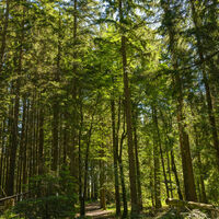 Waldweg vom Berggasthof Neureuth zur Gindelalm