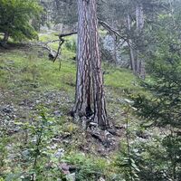 In diesem Abschnitt sind noch Spuren des Waldbrands 2021 sichtbar