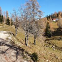 12.4 km Radniger Alm