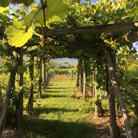Einzigartige Aus- und Einblick auf den Weinbau