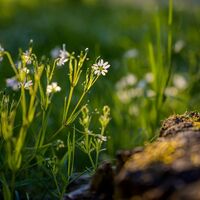 Die Schönheit der Natur