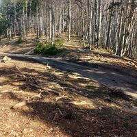 Querung der Forststrasse
