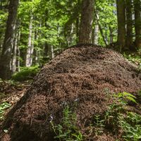 Söll_Pölven_Ameisenhaufen_Wilder Kaiser