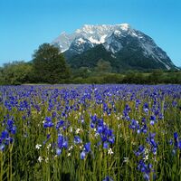 Grimming mit Lilienwiese