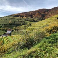 Weinrieden im Herbst in Spitz