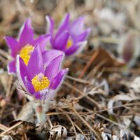Die Blüten der Kuhschellen im Vorfrühling
