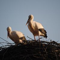 Störche im Europäischen Storchendorf Rühstädt