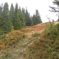 Pfad durch Heidelbeersträuche