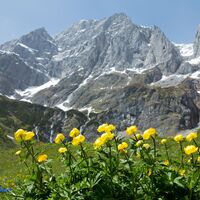 Herrliche Blumenwiese