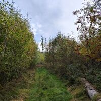 Runter von der Teerstraße und ohne Beschilderung den Berg hoch zum Oberfrauenwald-Gipfel, Später treffen sich Teerstraße und Waldweg wieder.