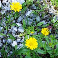 Flora: Weidenblättriges Ochsenauge