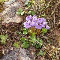 Frühling Blumen
