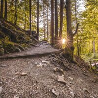 Scheffau_Hintersteiner See_Sommer_Südufer_Waldweg