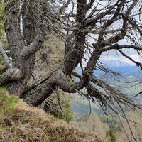 9.8 km Knorriger Baum