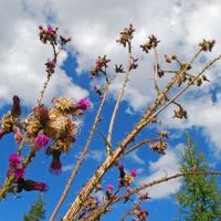 Geierhaupt über Grieskogel mit Finsterliesing-Abstieg
