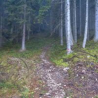 am ende der Forststrasse gehts auf den Steig in den Wald