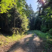 Forstweg durch den Wald