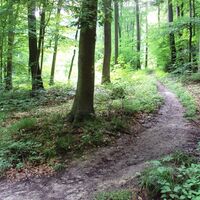Salzgitter Gebhardshagen, Wanderweg 22 Weg trifft am Ende auf Forstweg (von unten her gesehen)