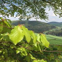 Ringwallweg Schwalenburg mit frischem Buchenlaub