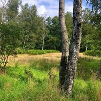 Wald im Bereich Entenfang