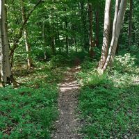 Wanderweg Lamspringe Niedere Berge