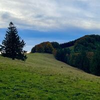 Kruckenbrettl - Trail