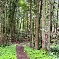 Sulzbachtrail