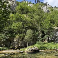 Inselbaum in Bildmitte