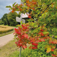 Haukuppenweg 06