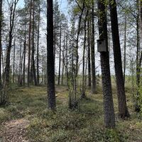 Wie viele Vogelnistkästen entdeckst du?