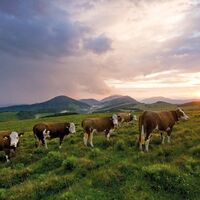 Weidevieh_Sommeralm_Oststeiermark