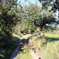 ein wunderschöner Hohlweg mit Obstbaumallee