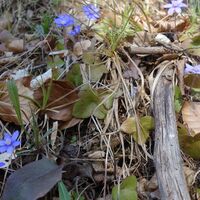Flora